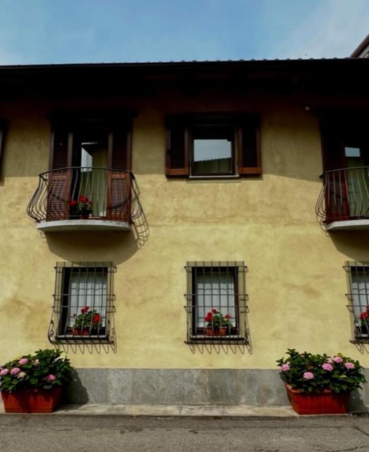 L'ulivo Selvatico
